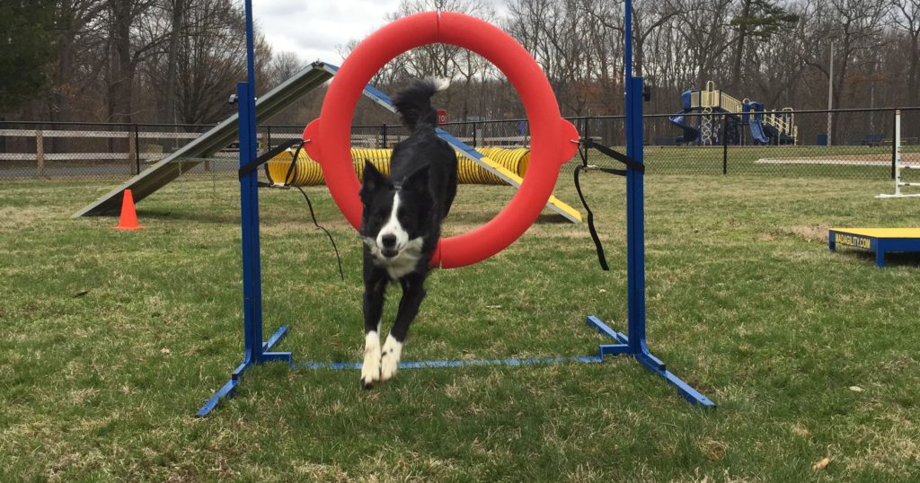 Agility park