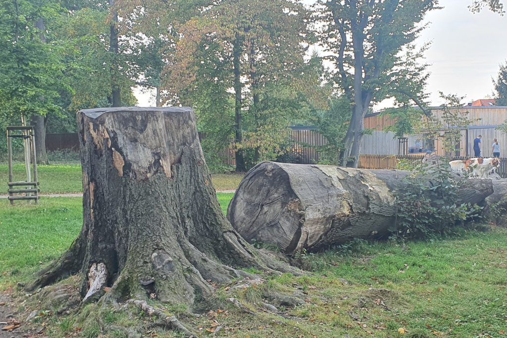 Stromový domeček na padlém památném stromě u hřiště ve Hvězdě