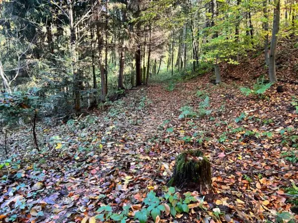 Revitalizace a průsek pěší stezky v Šárce v okolí „Zlodějky“