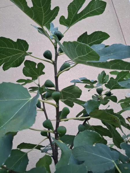 Školní předzahrádka s fíkovníky.