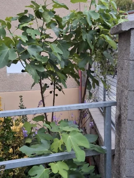 Školní předzahrádka s fíkovníky.