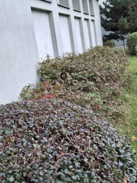 Školní předzahrádka s fíkovníky.