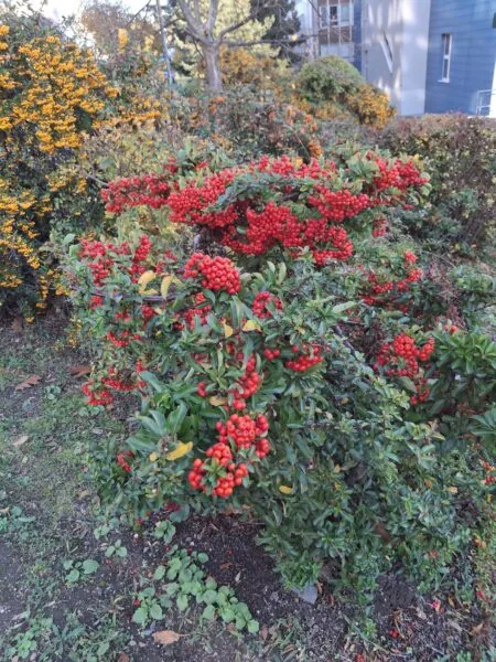 Školní předzahrádka s fíkovníky.