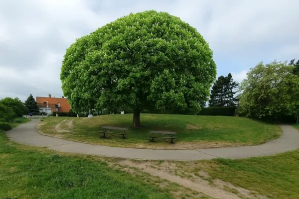Košatý strom poskytující stín u zříceniny Baba