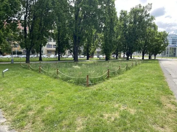 Divoké luční kvítí Flemingovo náměstí
